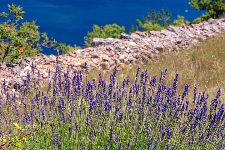 Hvar Lavenderfelt, Stenbyer og naturskjønne utsikter av eTuk Tuk