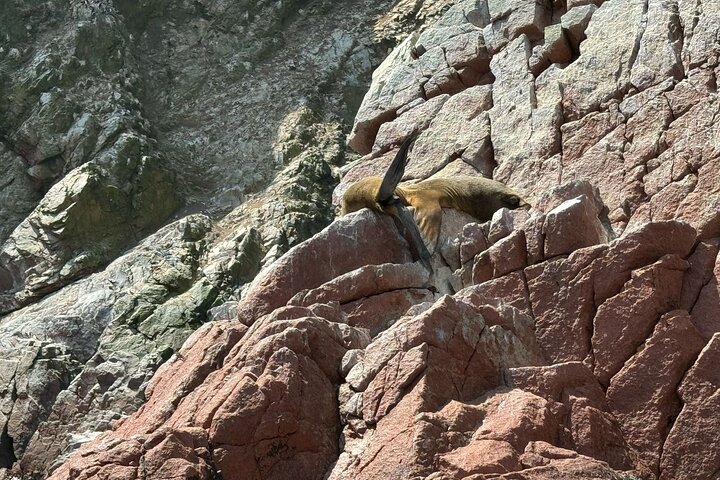 Ballestas-øyene fra Puerto San Martin