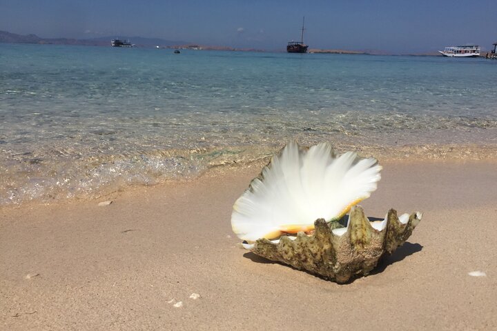 Excursão exclusiva Early Bird Komodo: Beat the Crowds por Speed Boat