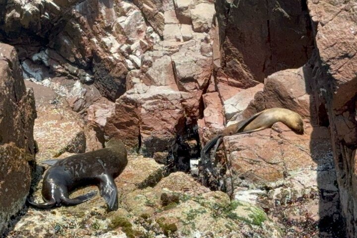 Ballestas-øyene fra Puerto San Martin