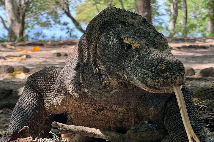Excursão exclusiva Early Bird Komodo: Beat the Crowds por Speed Boat