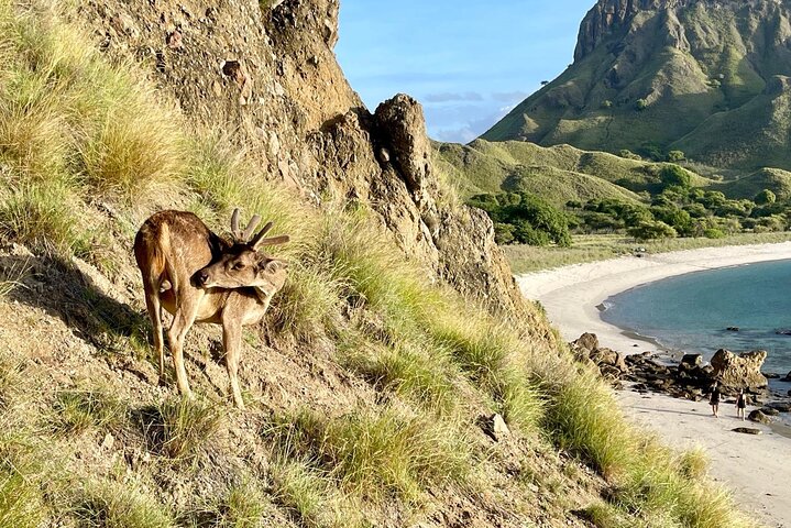 Excursão exclusiva Early Bird Komodo: Beat the Crowds por Speed Boat