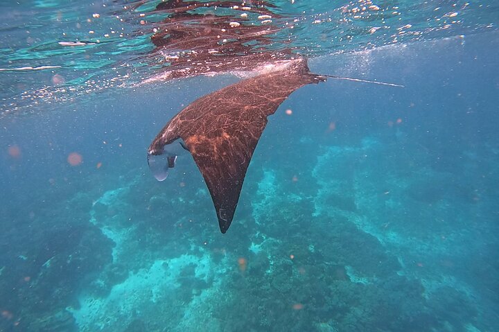 Excursão exclusiva Early Bird Komodo: Beat the Crowds por Speed Boat