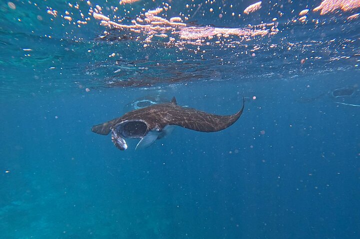 Excursão exclusiva Early Bird Komodo: Beat the Crowds por Speed Boat