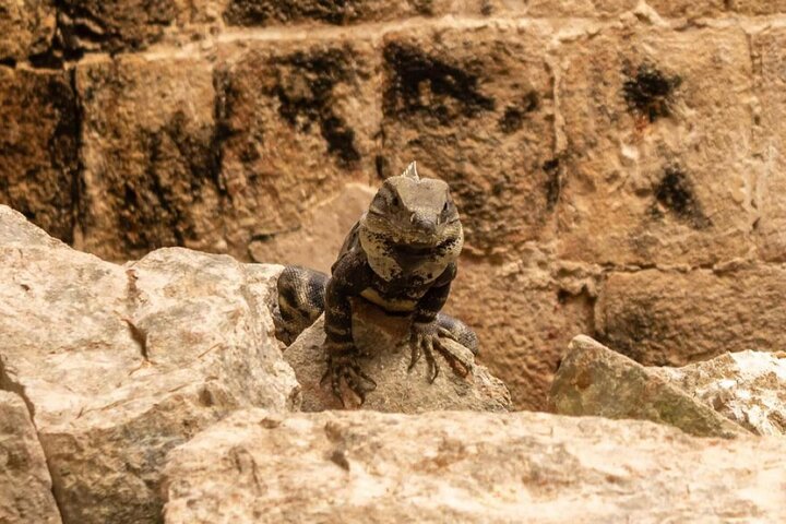 Uxmal, dois cenotes incríveis e passeio de comida local a partir de Mérida