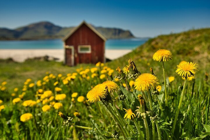 Tour di un'intera giornata alle Lofoten Roadtrip da Svolvaer