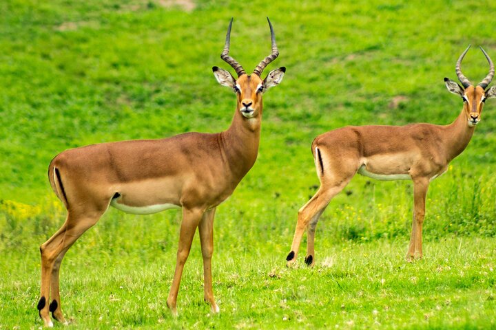 Daressalam : 1 - Tagessafari im Mikumi Nationalpark mit kostenloser Abholung