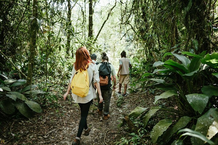 Jakarta Regenwoud Wandelen naar Verborgen Waterval & Hangbrug