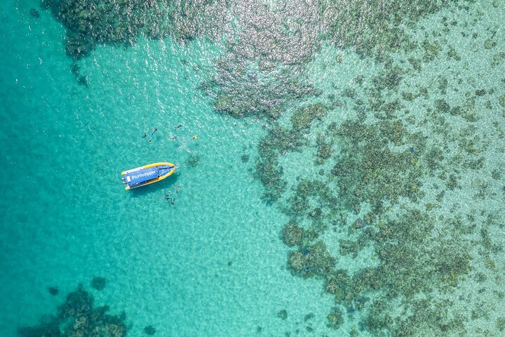 Esperienza nella Grande Barriera Corallina nell'Ocean Safari a Cape Tribulation