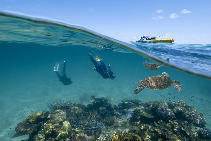 Esperienza nella Grande Barriera Corallina nell'Ocean Safari a Cape Tribulation
