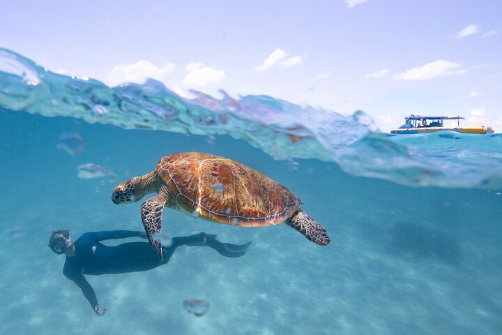 Esperienza nella Grande Barriera Corallina nell'Ocean Safari a Cape Tribulation