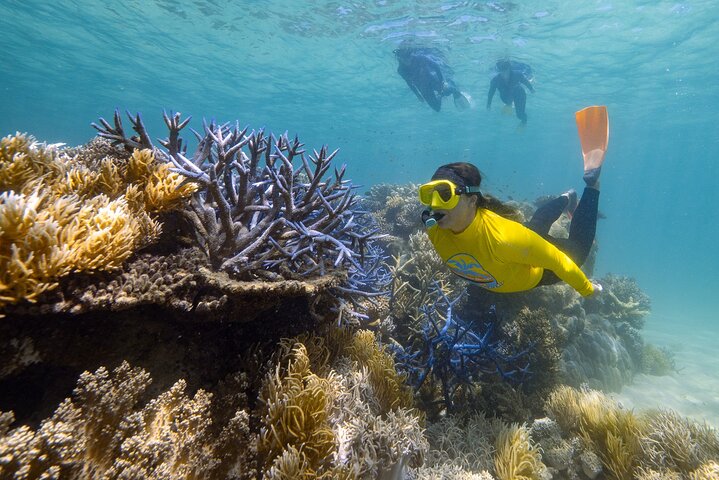 Esperienza nella Grande Barriera Corallina nell'Ocean Safari a Cape Tribulation