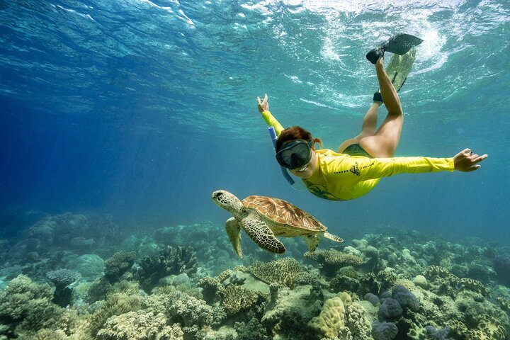 Esperienza nella Grande Barriera Corallina nell'Ocean Safari a Cape Tribulation