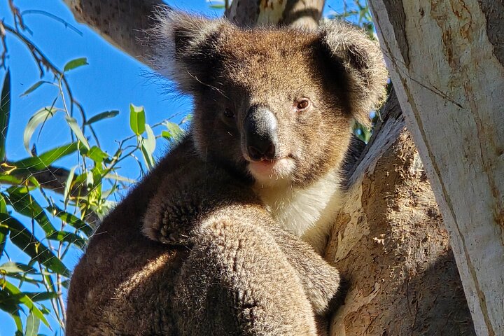 Kangaroo Island 2-Day Wildlife Adventure Small Group tour