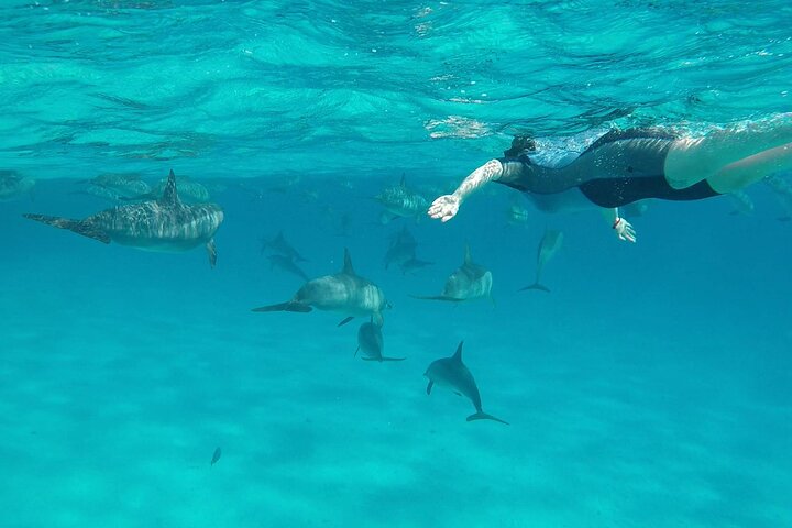 Sataya Dolphin House Aventura en barco de lujo con almuerzo