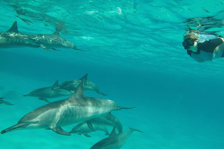 Sataya Dolphin House Aventura en barco de lujo con almuerzo