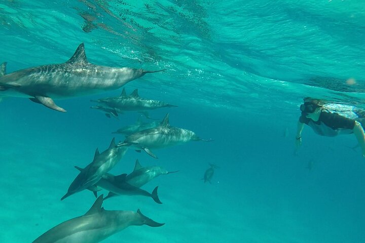 Sataya Dolphin House Aventura en barco de lujo con almuerzo
