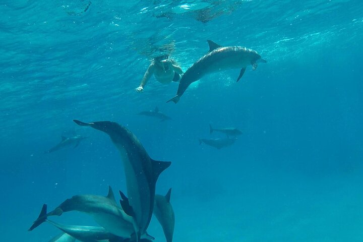 Sataya Dolphin House Aventura en barco de lujo con almuerzo