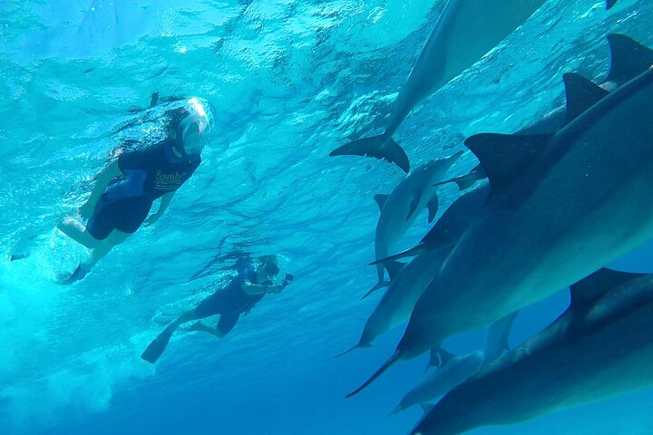 Sataya Dolphin House Aventura en barco de lujo con almuerzo