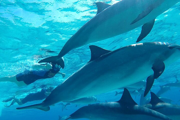 Sataya Dolphin House Aventura en barco de lujo con almuerzo