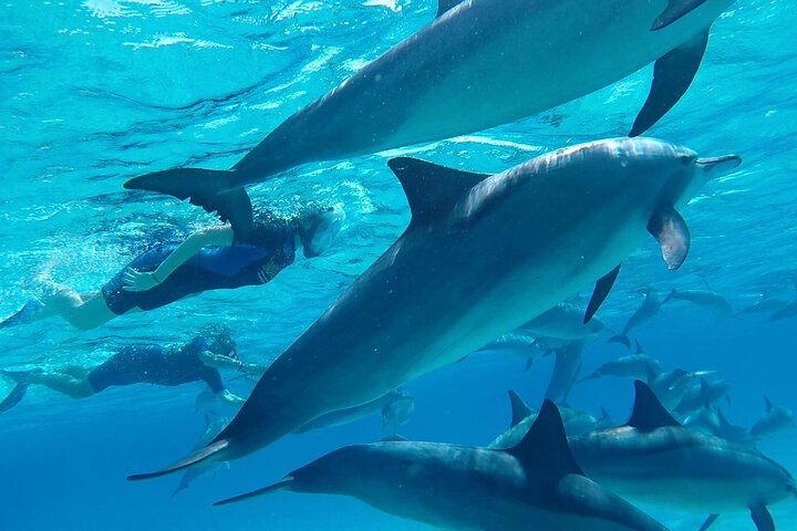 Sataya Dolphin House Aventura en barco de lujo con almuerzo