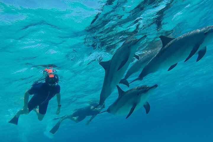 Sataya Dolphin House Aventura en barco de lujo con almuerzo