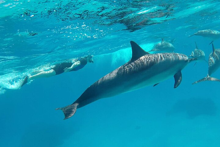 Sataya Dolphin House Aventura en barco de lujo con almuerzo