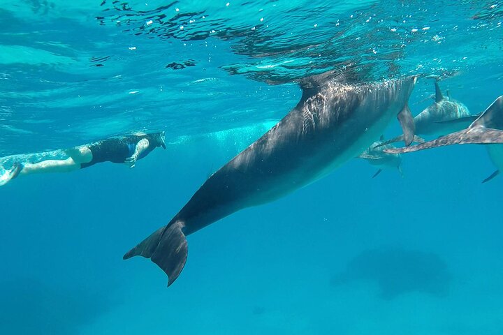 Sataya Dolphin House Aventura en barco de lujo con almuerzo