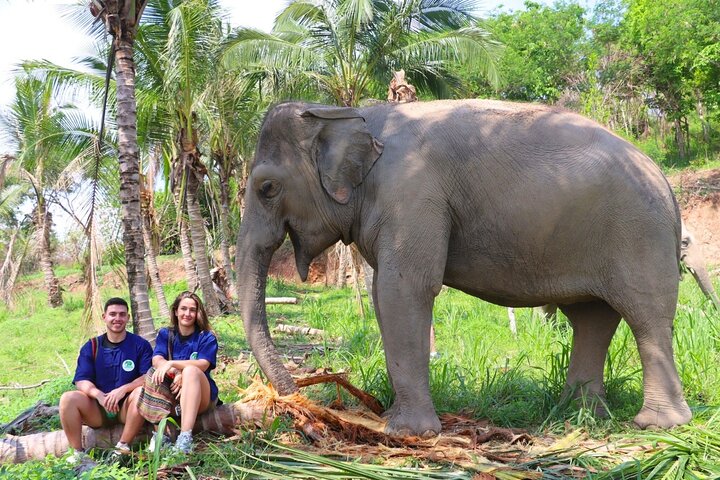 Visite du sanctuaire des éléphants verts de Bangkok et Pattaya