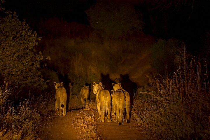 Kvällssafari i Pilanesberg från Sun City