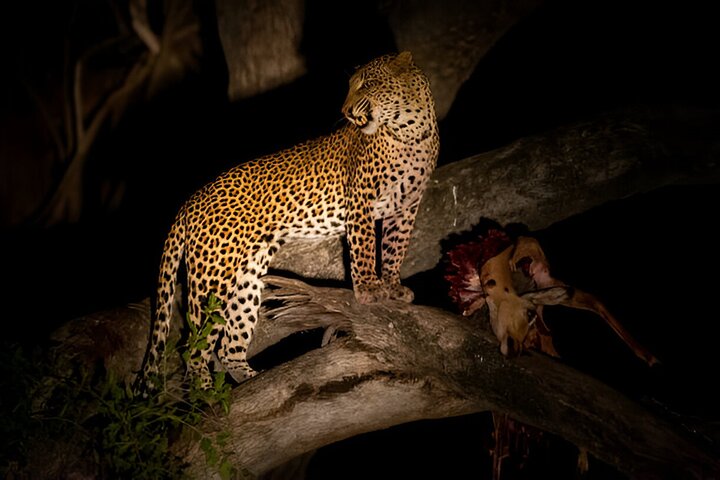 Kvällssafari i Pilanesberg från Sun City