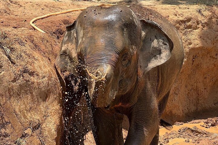 Ethisches Schutzgebiet für Elefanten im Phuket-Naturreservat