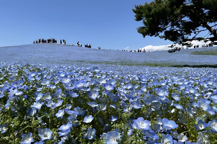 Tour por el mercado de pescado de Hitachi Seaside Park & Nakaminato