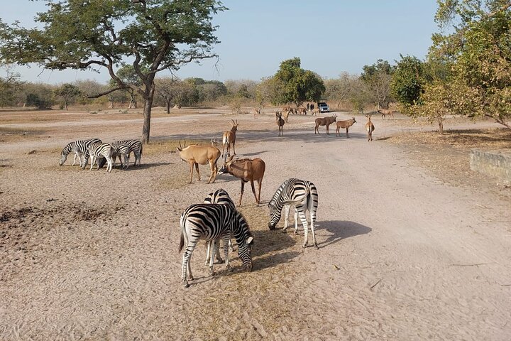 Safari adventure at Fathala Wildlife Reserve in Senegal
