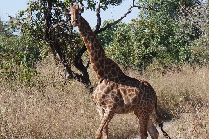 Safari adventure at Fathala Wildlife Reserve in Senegal