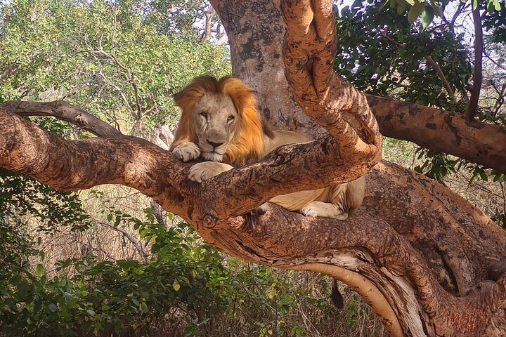 Safari adventure at Fathala Wildlife Reserve in Senegal