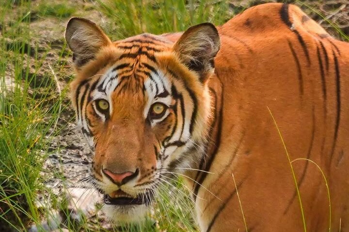3-Day Chitwan National Park Jungle Safari Tour Package with Pick Up