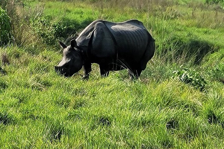 3-Day Chitwan National Park Jungle Safari Tour Package with Pick Up