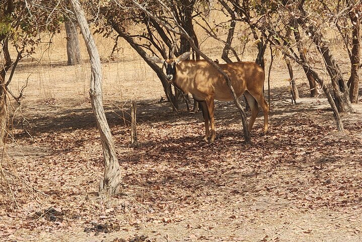 Safari adventure at Fathala Wildlife Reserve in Senegal