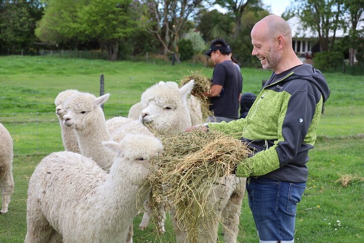 Christchurch Alpaca Farm Tour från Kaiapoi