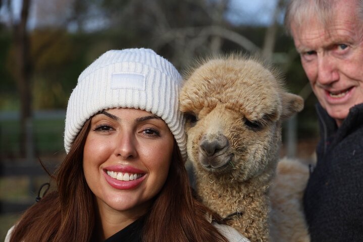 Christchurch Alpaca Farm Tour från Kaiapoi