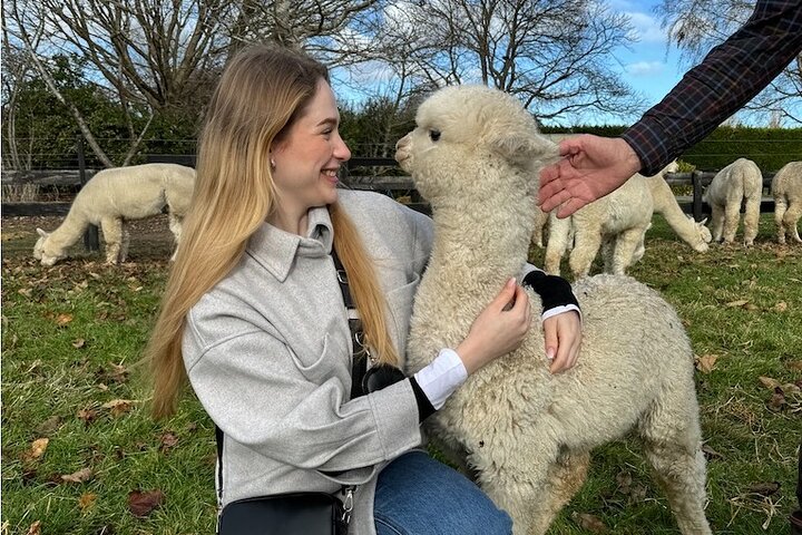 Christchurch Alpaca Farm Tour från Kaiapoi