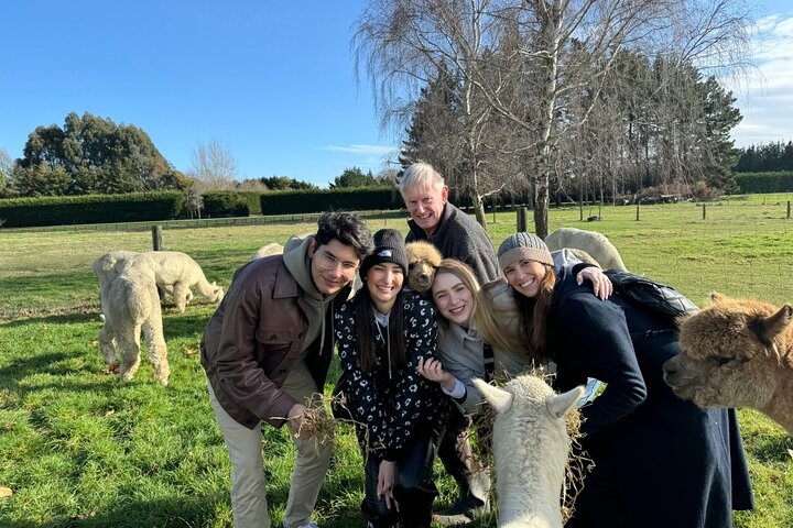 Christchurch Alpaca Farm Tour från Kaiapoi