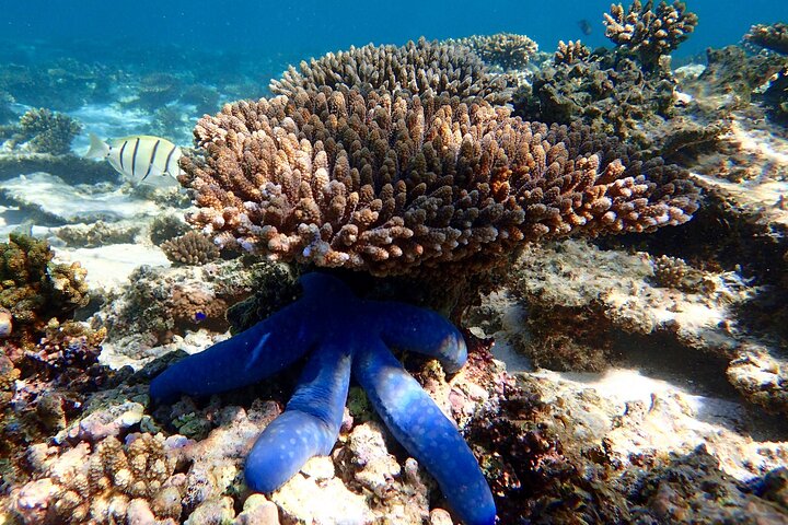 Lagoon Explorer - Ningaloo Reef Kajak- en snorkelavontuur van een hele dag