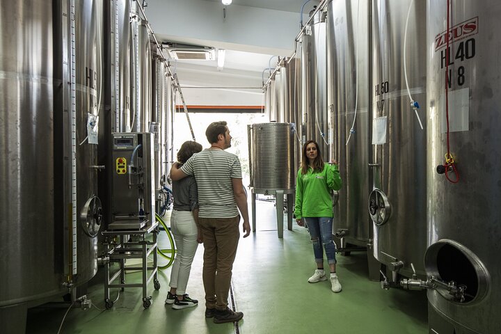 Experiencia en el molino de aceite de San Gimignano y cata de aceite.