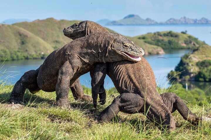 Private Early Bird Komodo Tour por Speedboat – Beat the Crowds