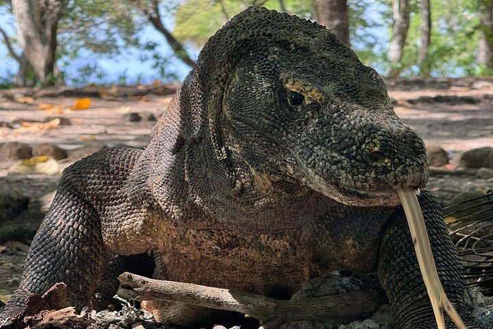 Private Early Bird Komodo Tour por Speedboat – Beat the Crowds