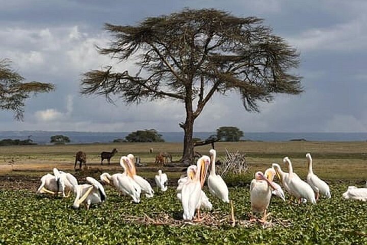Excursion d'une journée à Hell's Gate et au lac Naivasha en bateau au départ de Nairobi