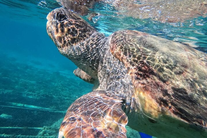 paphos:turtle-watching snorkeling sea scooter trip with guide