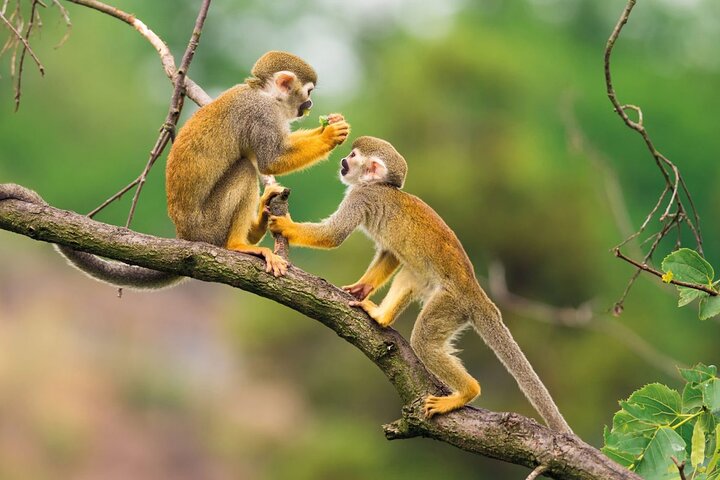 Iquitos: Scoperta della foresta amazzonica di 2 giorni - Tour della giungla di Iquitos
